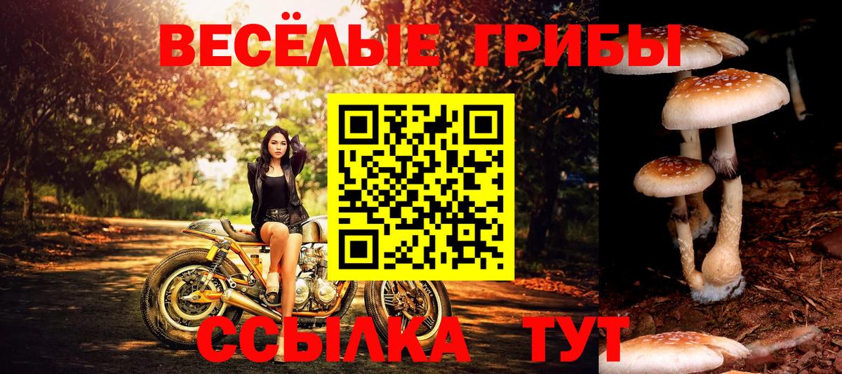 Псилоцибиновые грибы Cubensis Северобайкальск